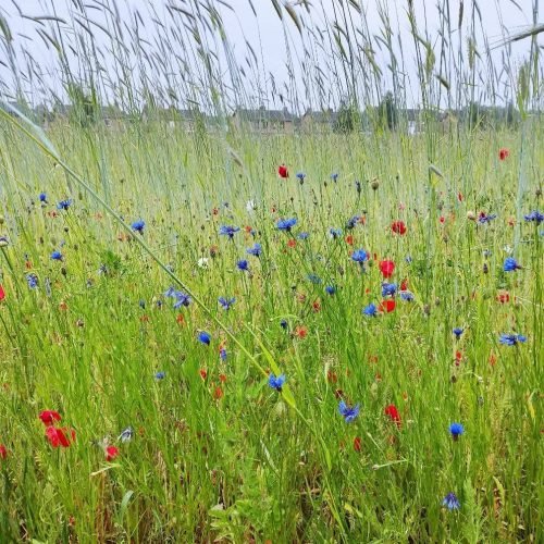 fb img 1769971977901